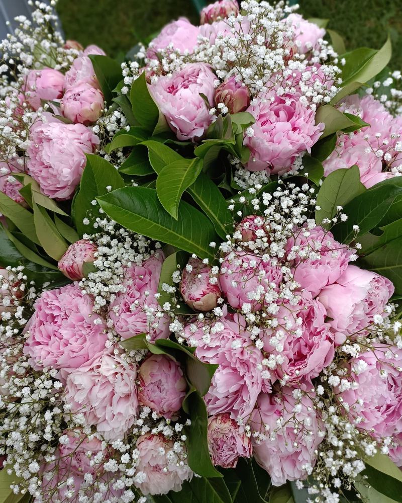 Pivoines de saison