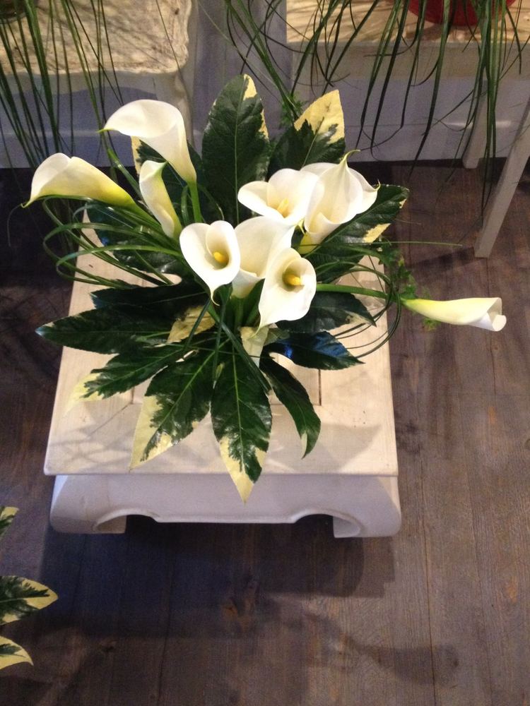 Arums et feuillage